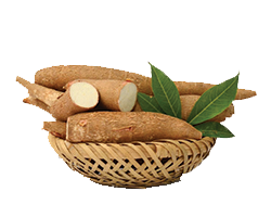 CASSAVA