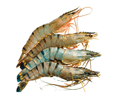 PRAWNS 1KG