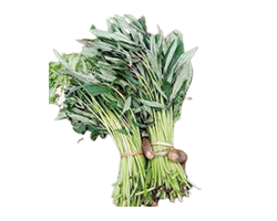 Visit Vegetable