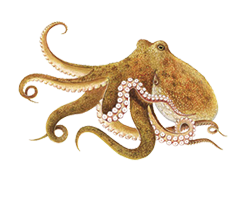 SQUID 1KG