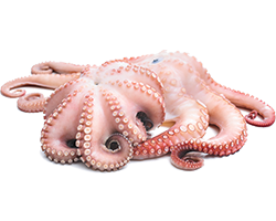 OCTOPUS 1KG