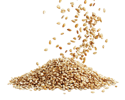 SESAME SEEDS 1KG