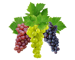FRESH GRAPES