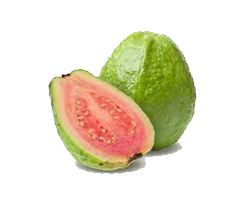 GUAVA