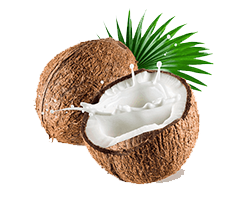 FRESH COCONUT