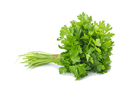 CORIANDER LEAVE