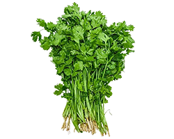 MINT LEAVES