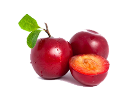 PLUM