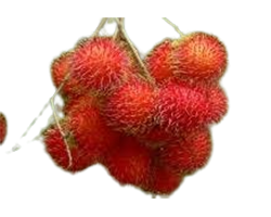 RAMBUTAN