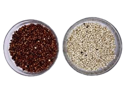 MILLET OR SORGHUM.